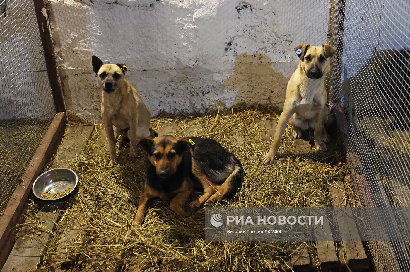 Отлов бродячих собак в Краснодаре
