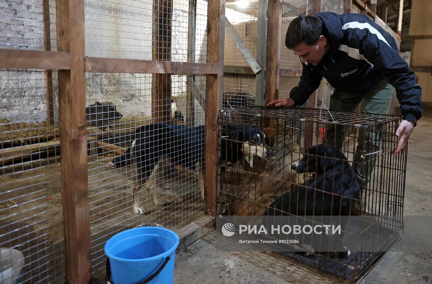 Отлов бродячих собак в Краснодаре