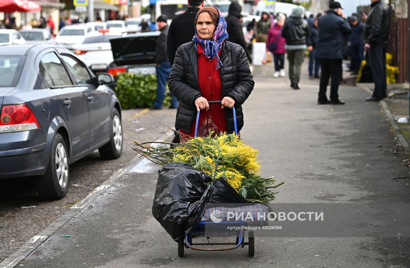 Продажа мимозы в Сочи