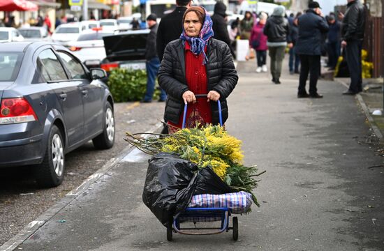 Продажа мимозы в Сочи