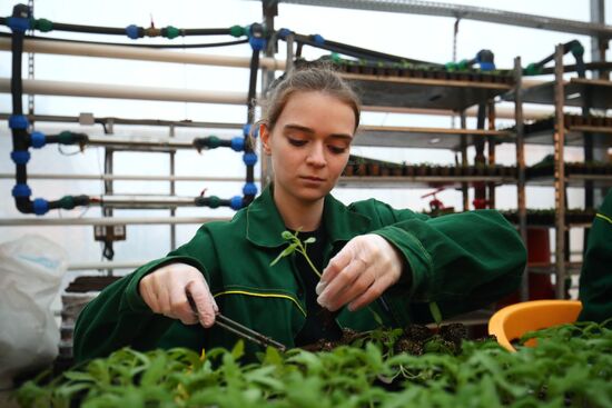 Тепличное хозяйство "Росток" в Волгоградской области
