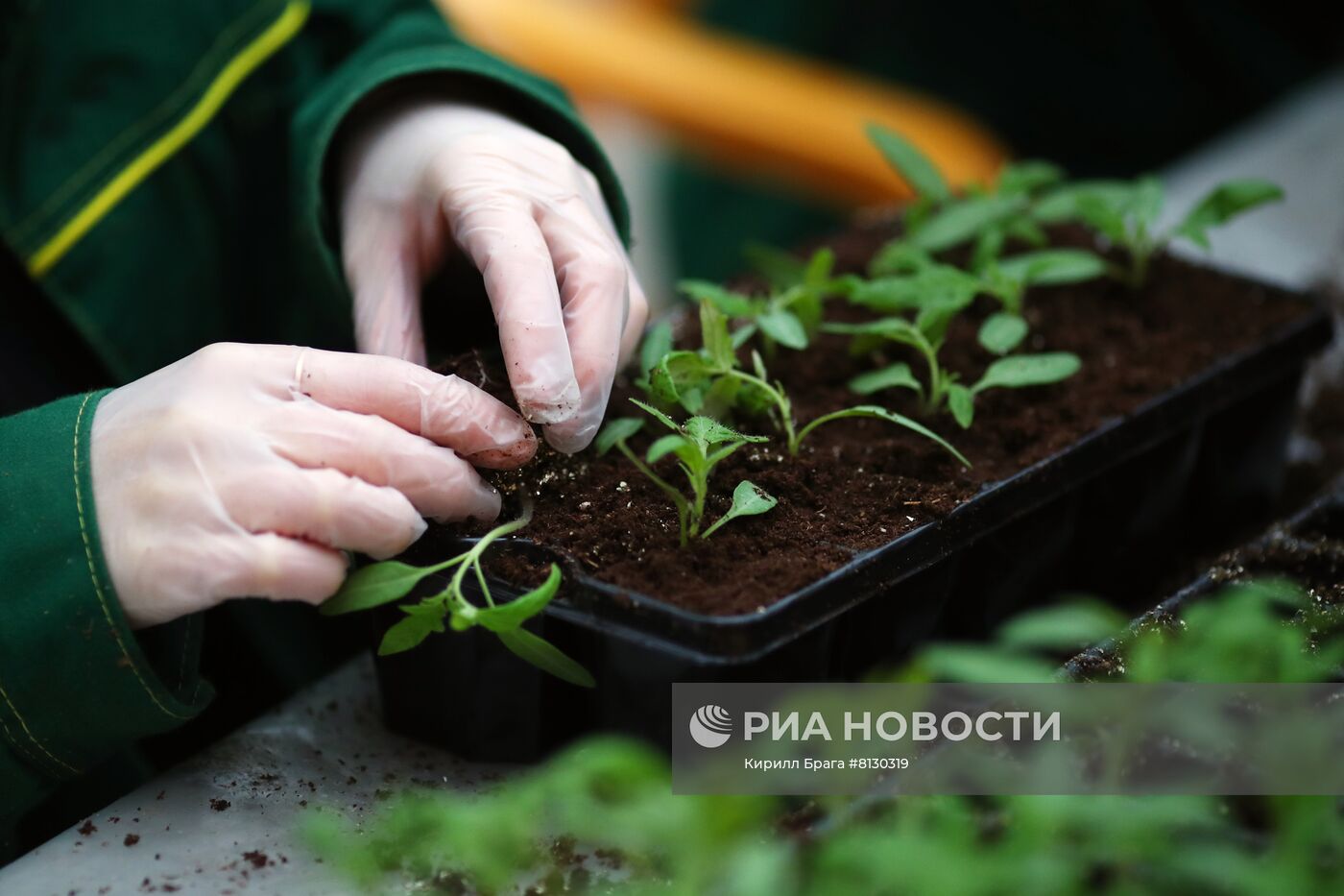 Тепличное хозяйство "Росток" в Волгоградской области