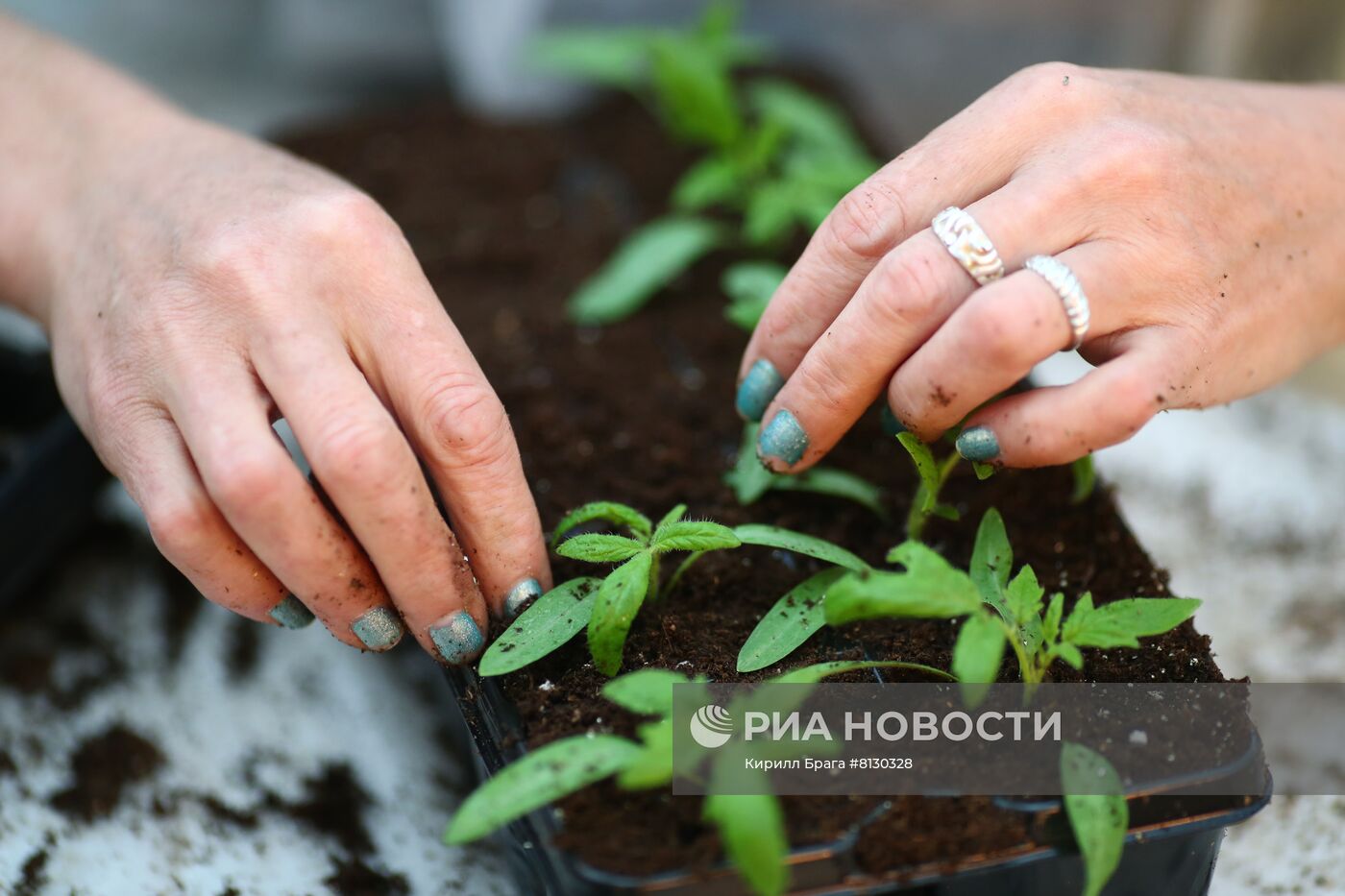 Тепличное хозяйство "Росток" в Волгоградской области