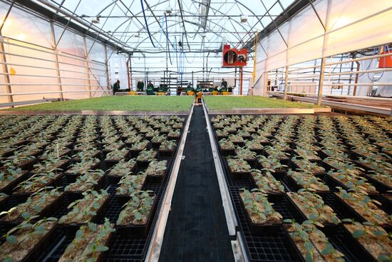 Тепличное хозяйство "Росток" в Волгоградской области