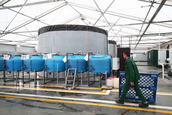 Тепличное хозяйство "Росток" в Волгоградской области