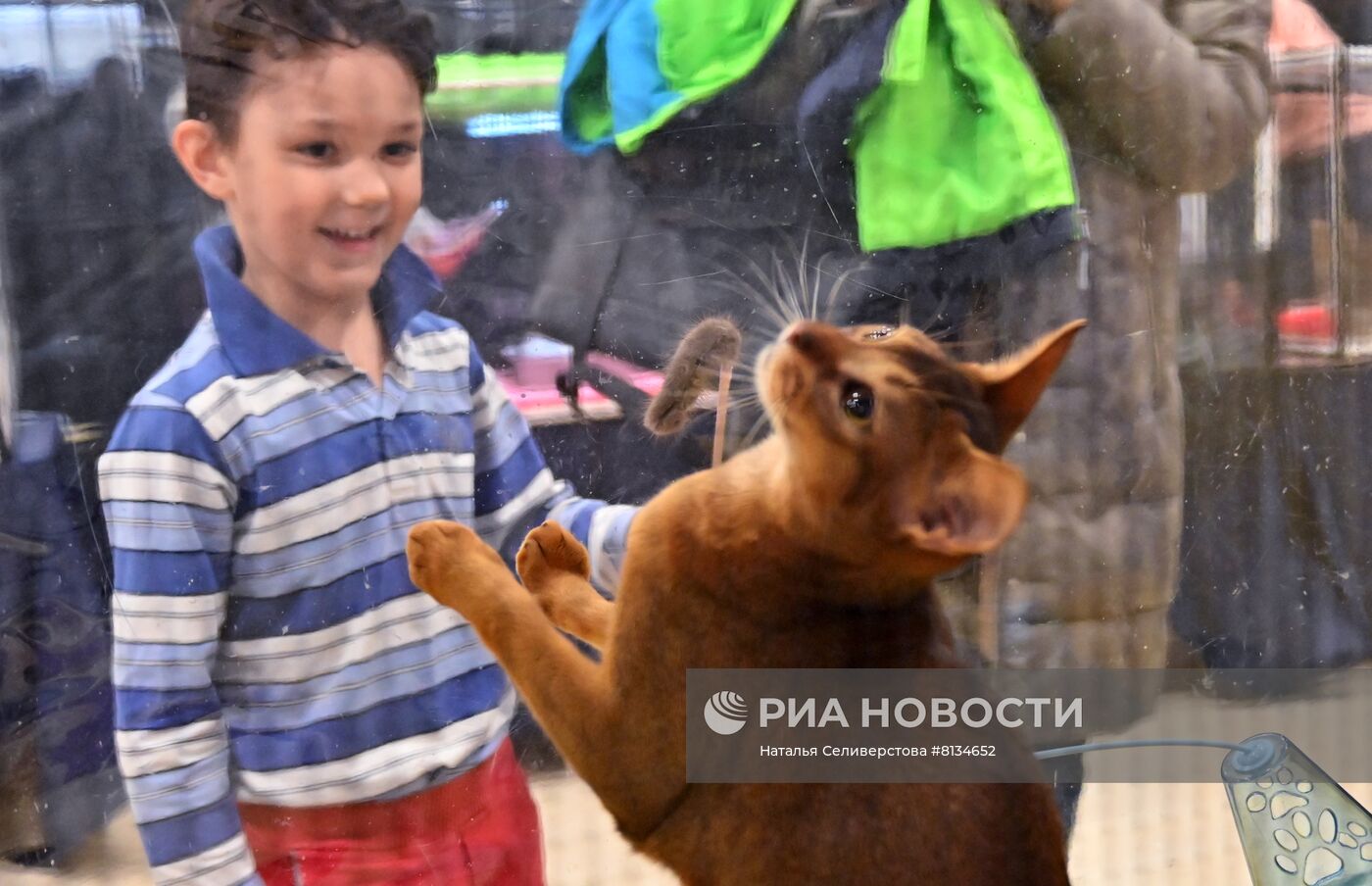 Выставка кошек в Москве