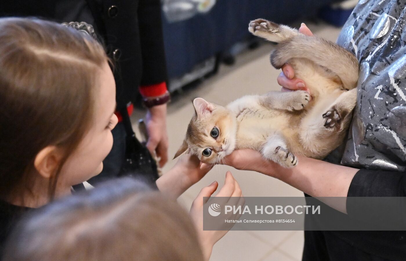 Выставка кошек в Москве