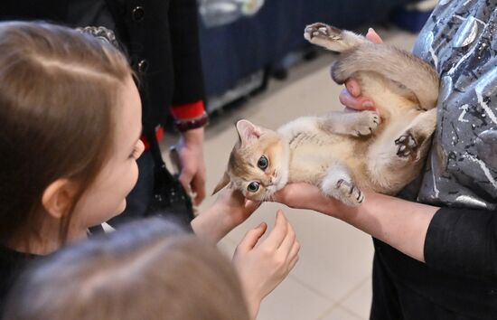 Выставка кошек в Москве