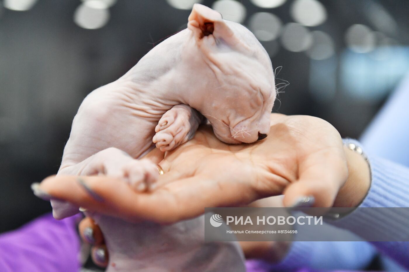 Выставка кошек в Москве