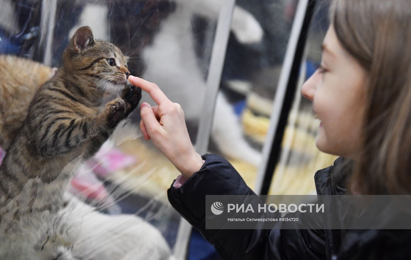 Выставка кошек в Москве