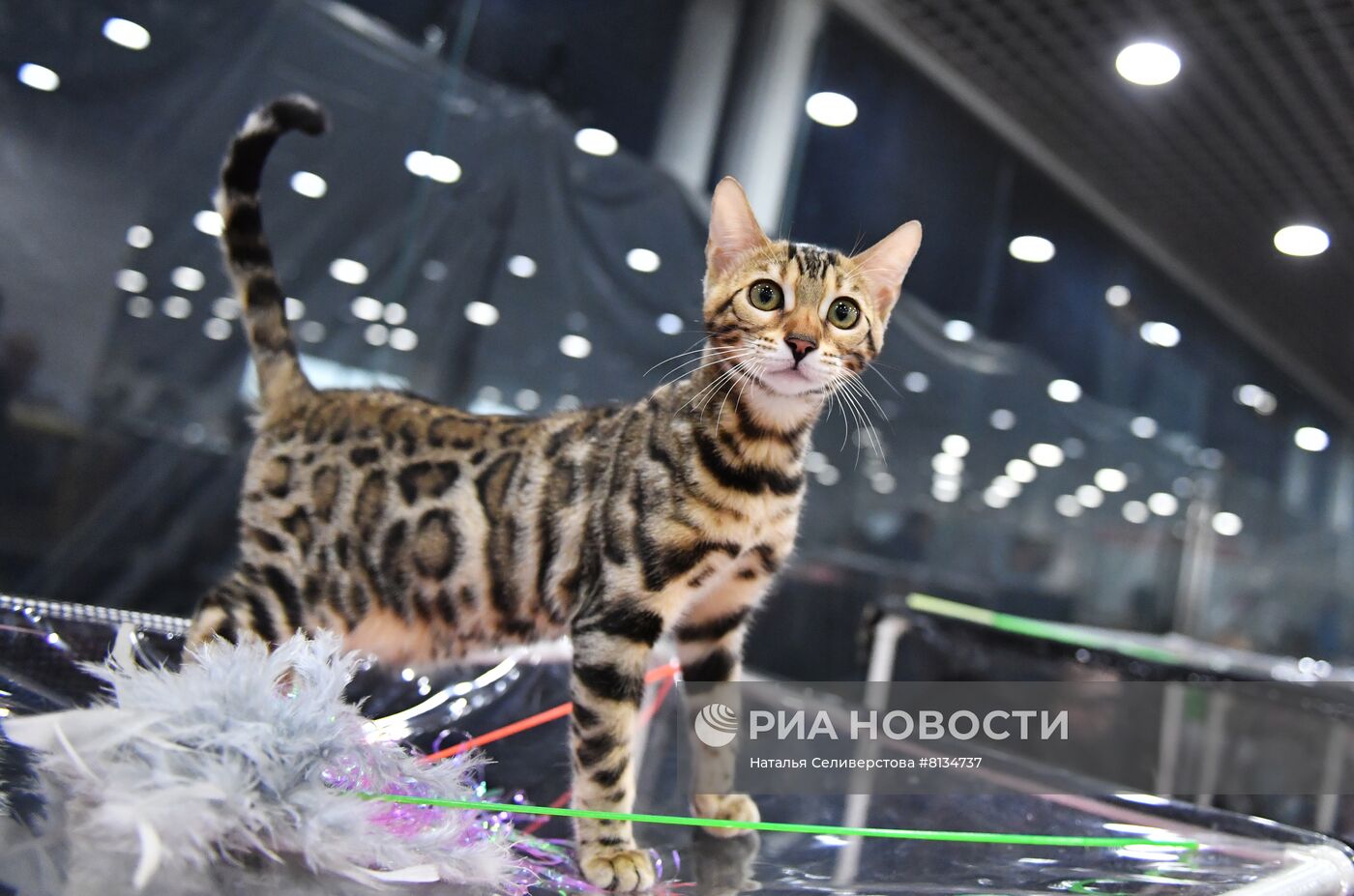 Выставка кошек в Москве