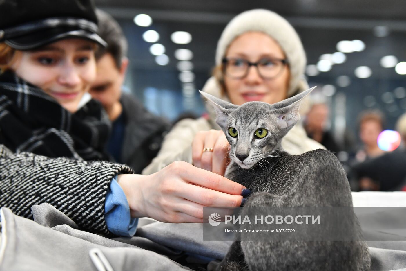 Выставка кошек в Москве