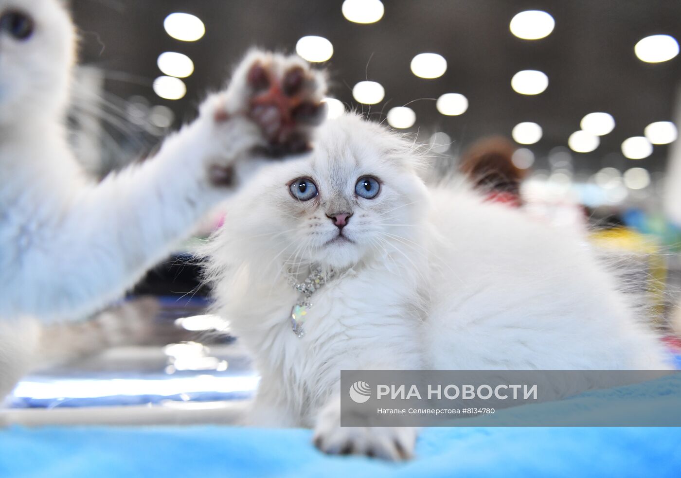 Выставка кошек в Москве