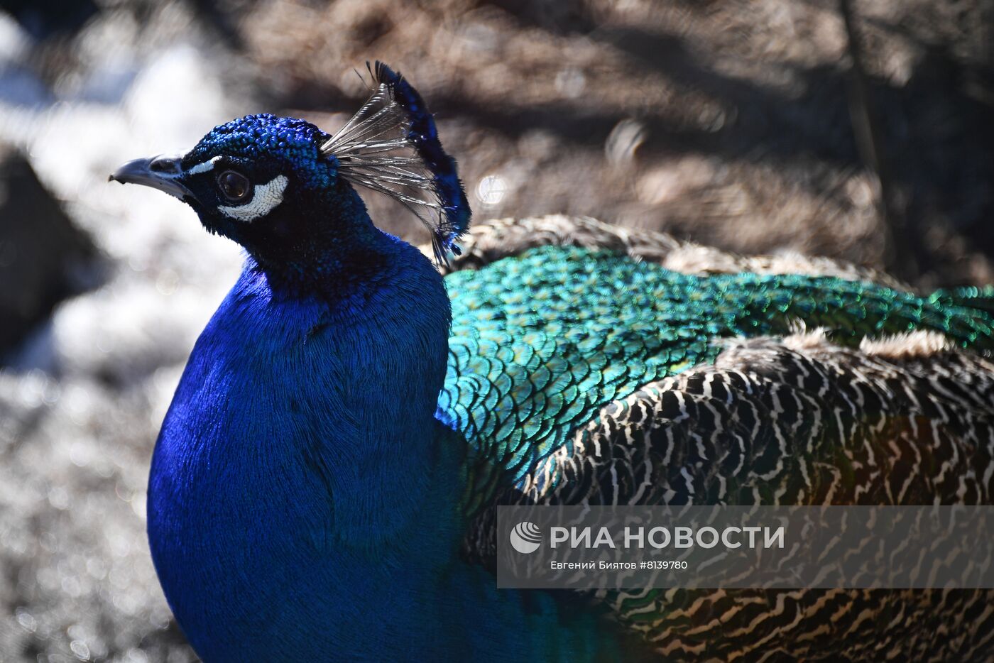 Московский зоопарк