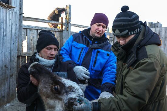 Олени в Мурманской области