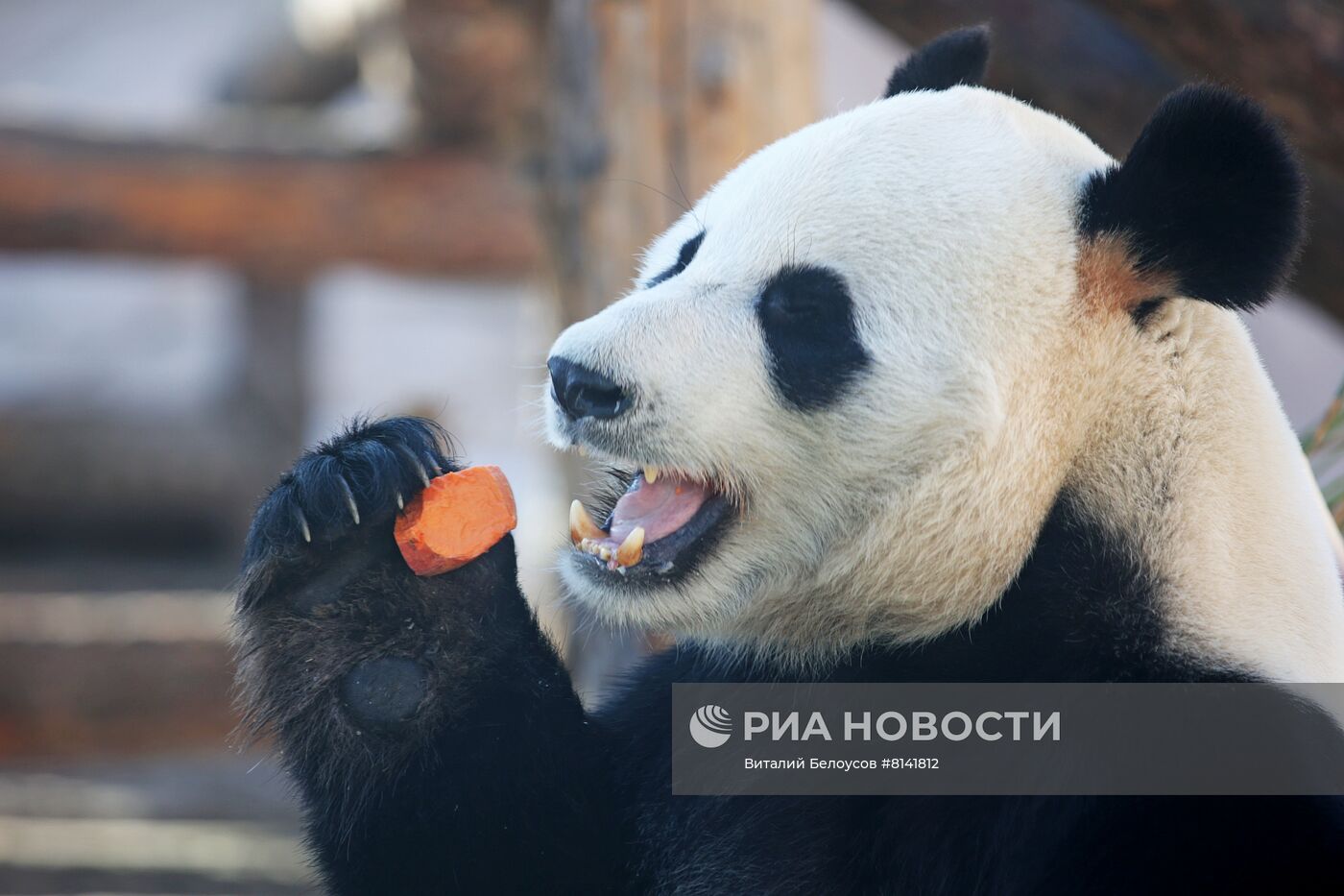 Международный день панды