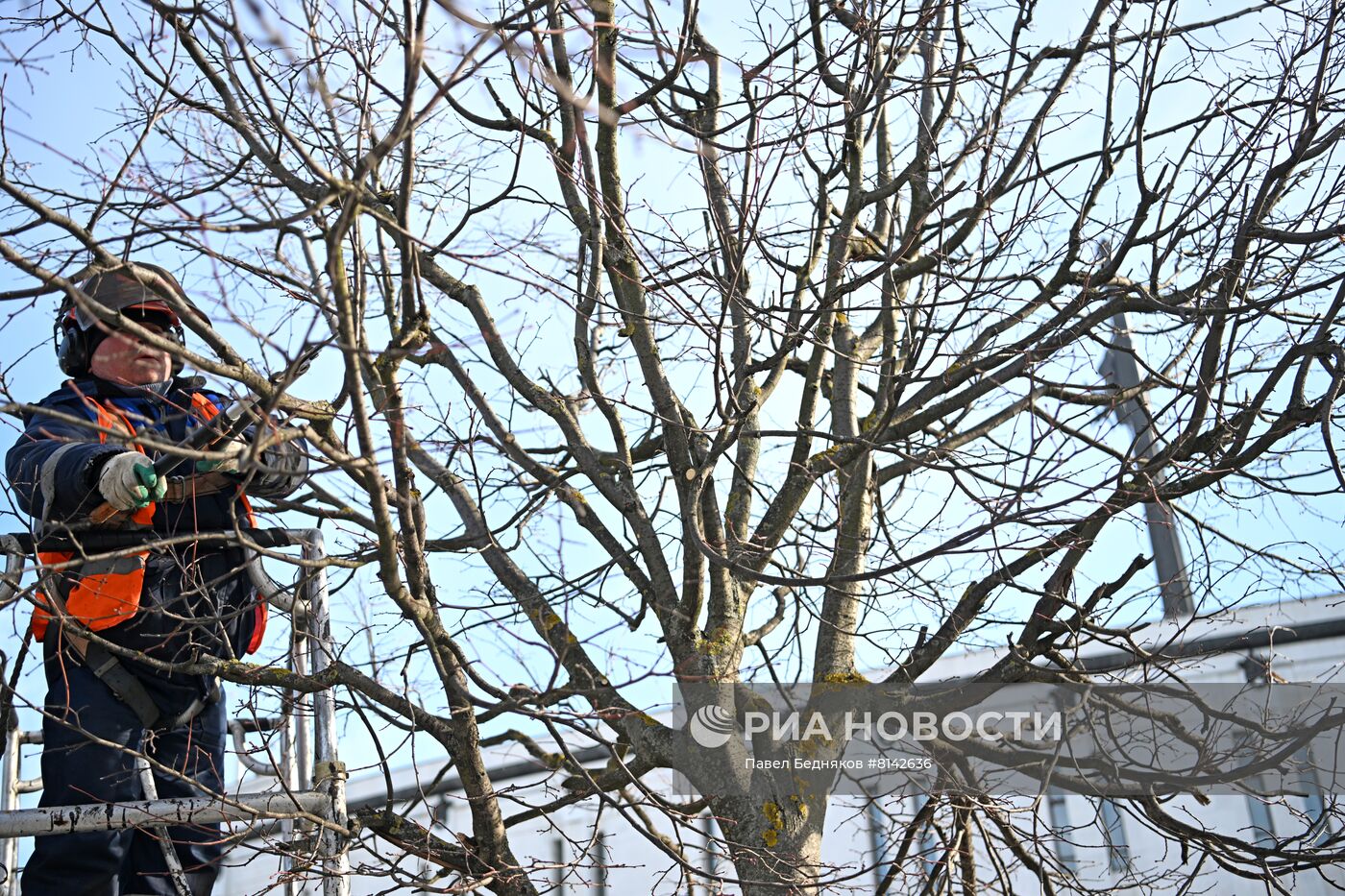 Обрезка деревьев на Поклонной горе 