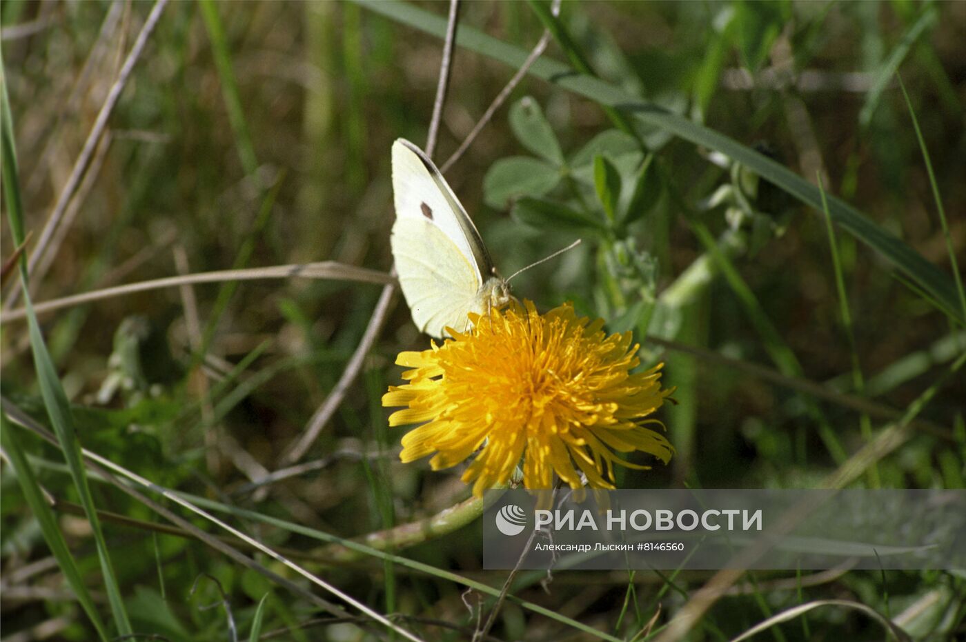 Окрестности Куршской косы