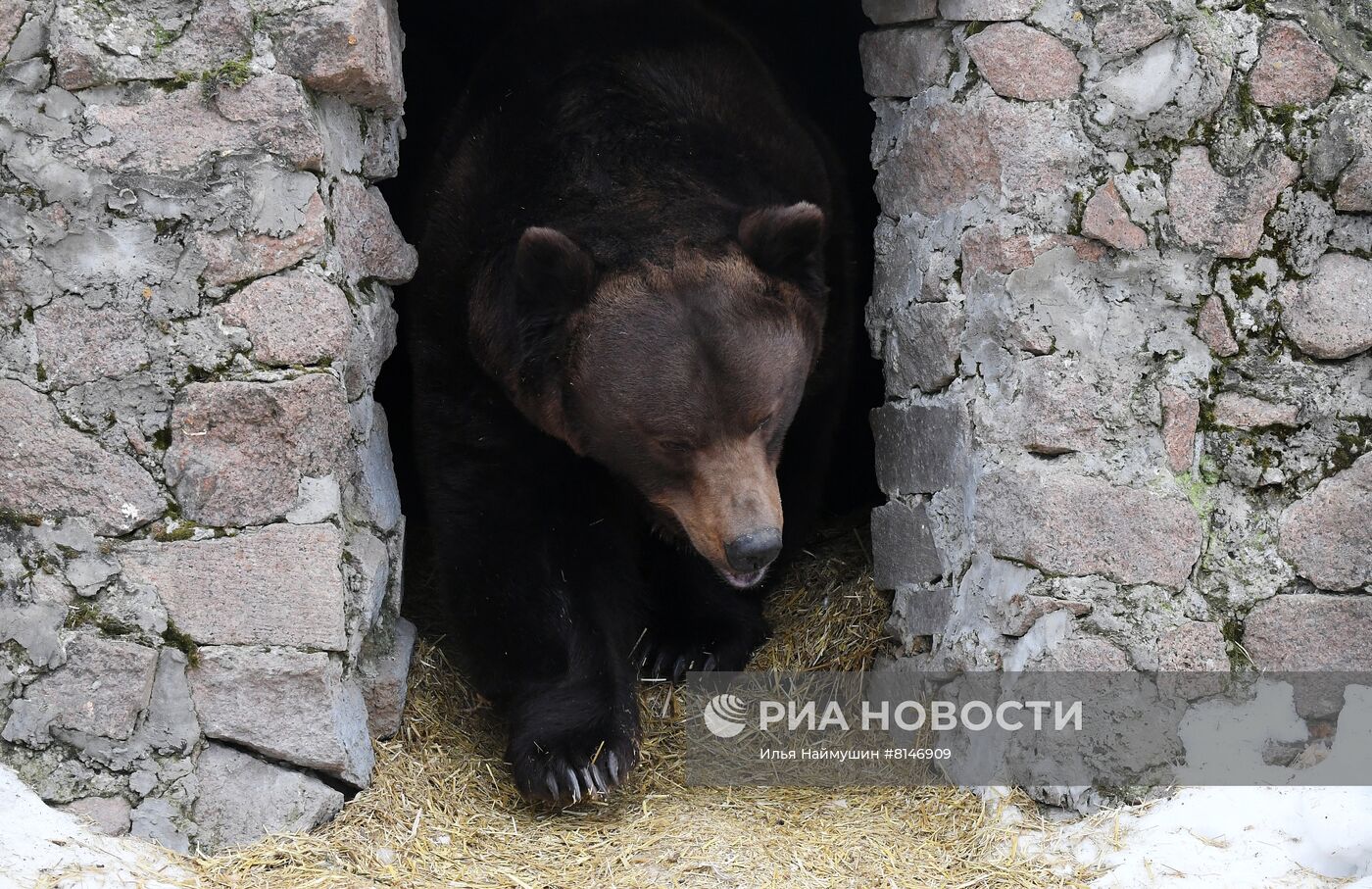 Медведи вышли из спячки в парке флоры и фауны "Роев ручей"