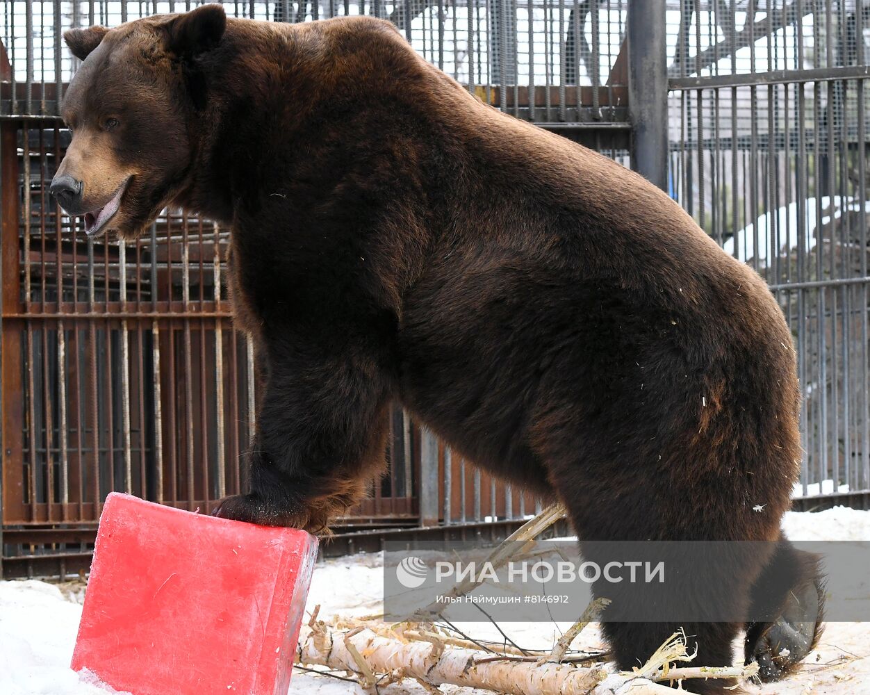 Медведи вышли из спячки в парке флоры и фауны "Роев ручей"