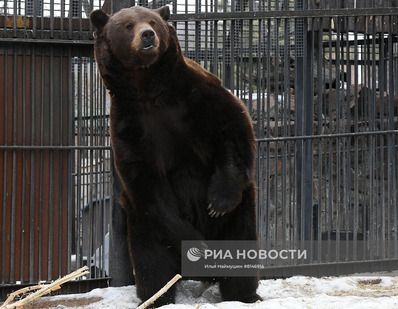 Медведи вышли из спячки в парке флоры и фауны "Роев ручей"