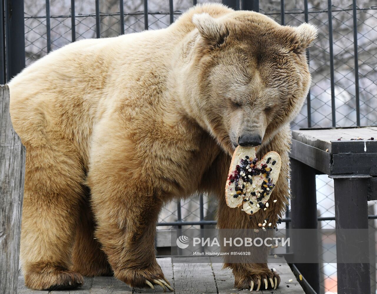 Медведи вышли из спячки в парке флоры и фауны "Роев ручей"