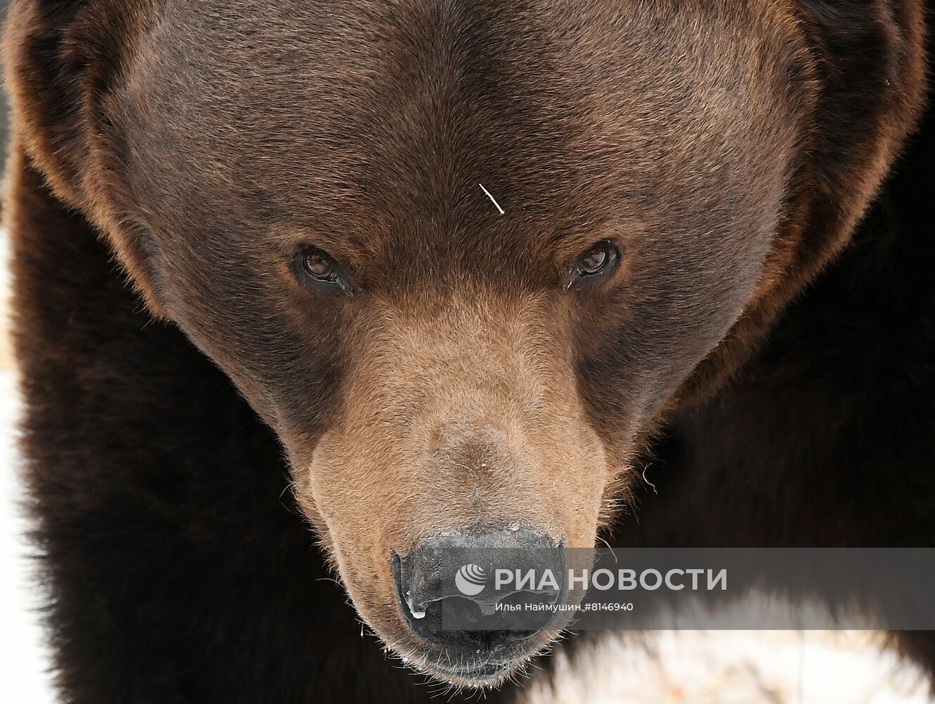 Медведи вышли из спячки в парке флоры и фауны 