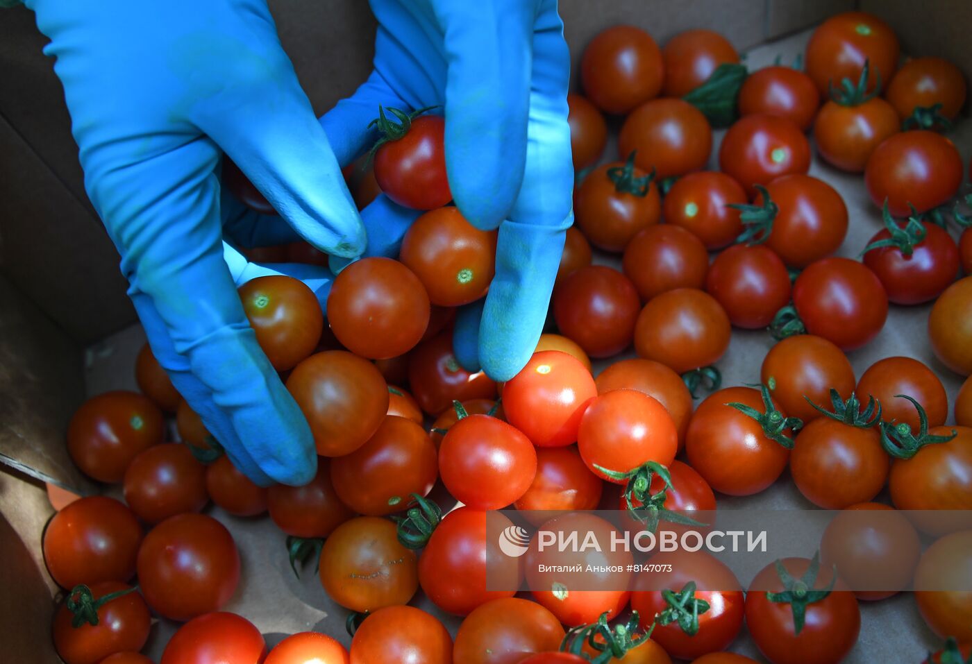 Тепличный комплекс по выращиванию овощей "НК Лотос"