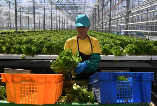 Тепличный комплекс по выращиванию овощей "НК Лотос"