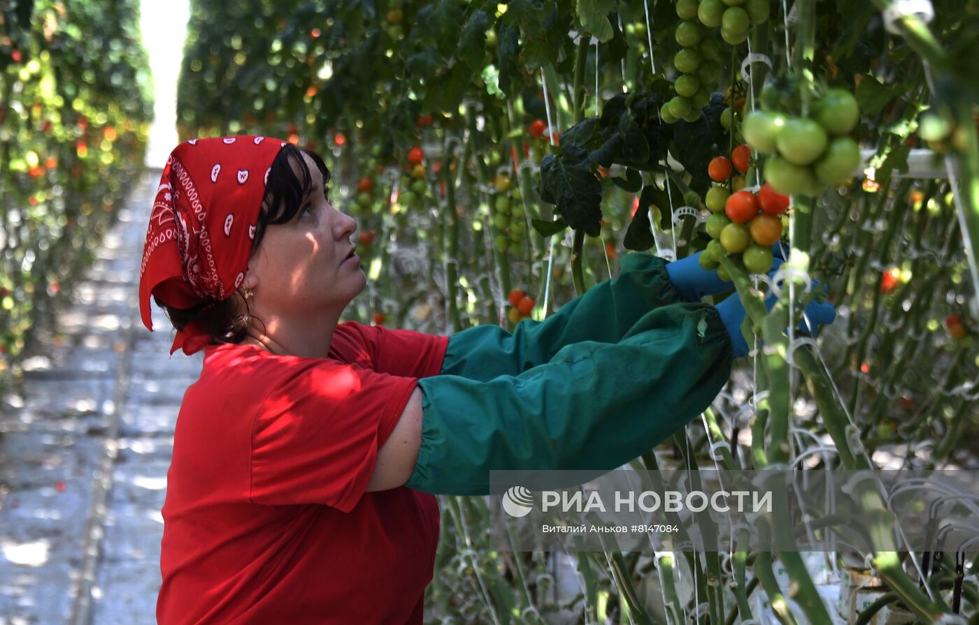 Тепличный комплекс по выращиванию овощей "НК Лотос"