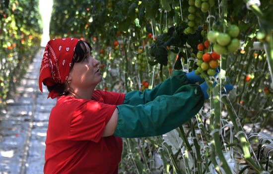 Тепличный комплекс по выращиванию овощей "НК Лотос"