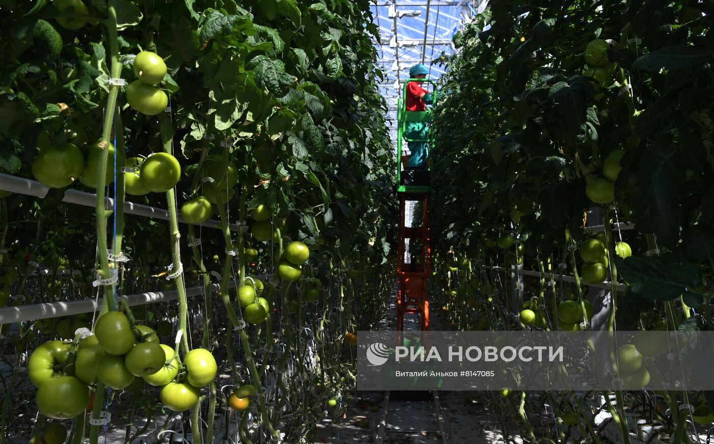 Тепличный комплекс по выращиванию овощей "НК Лотос"