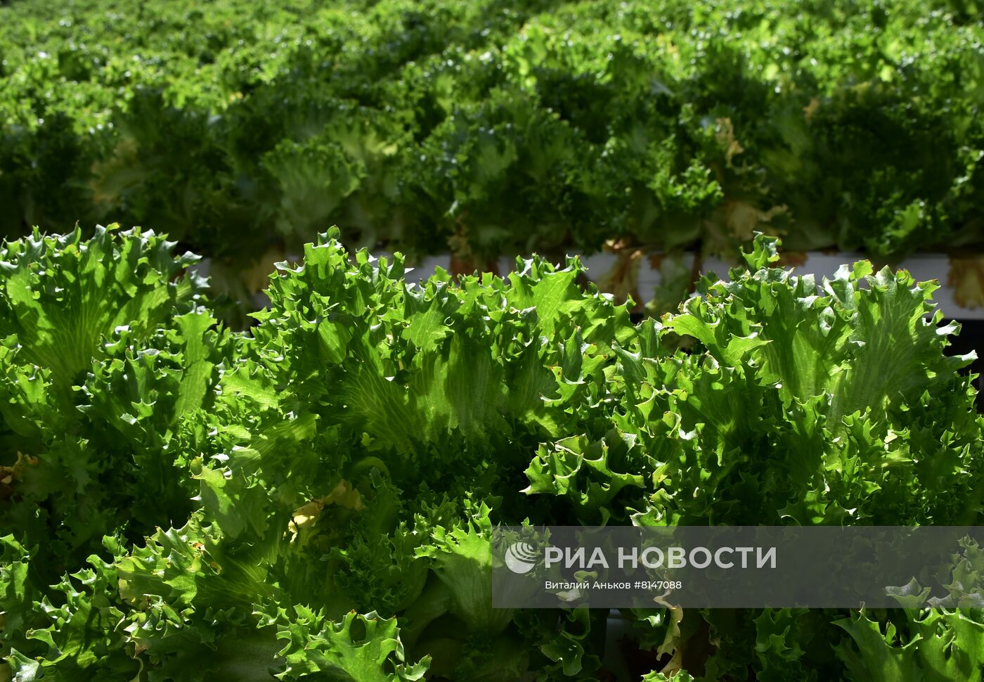 Тепличный комплекс по выращиванию овощей "НК Лотос"