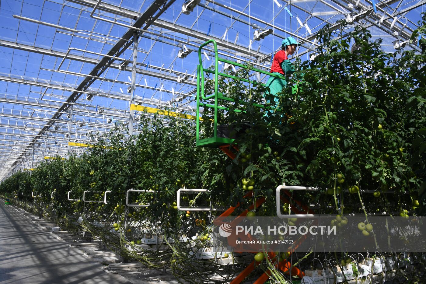 Тепличный комплекс по выращиванию овощей "НК Лотос"