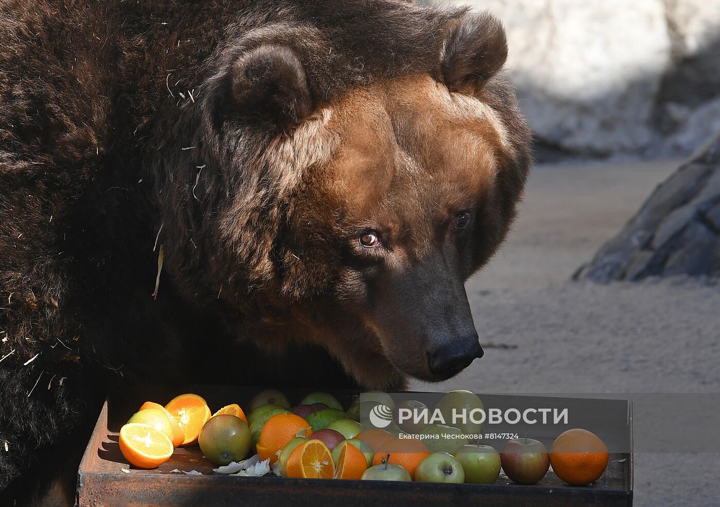 Выход медведей в уличные вольеры Московского зоопарка после зимней спячки