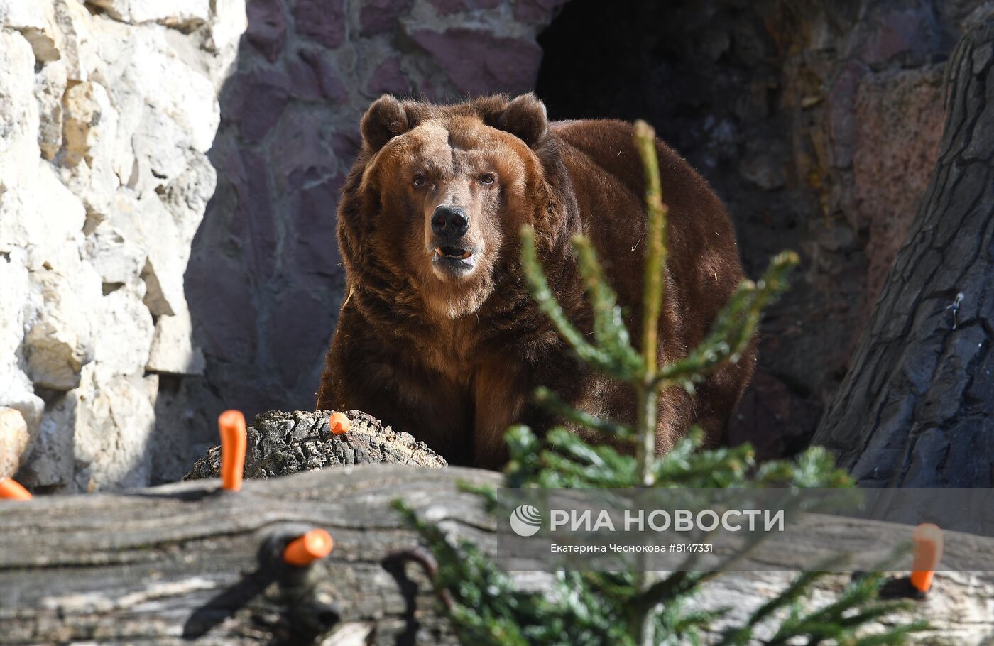 Выход медведей в уличные вольеры Московского зоопарка после зимней спячки