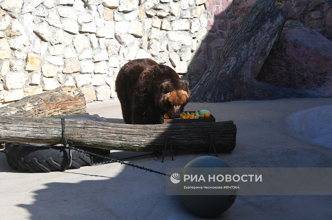 Выход медведей в уличные вольеры Московского зоопарка после зимней спячки