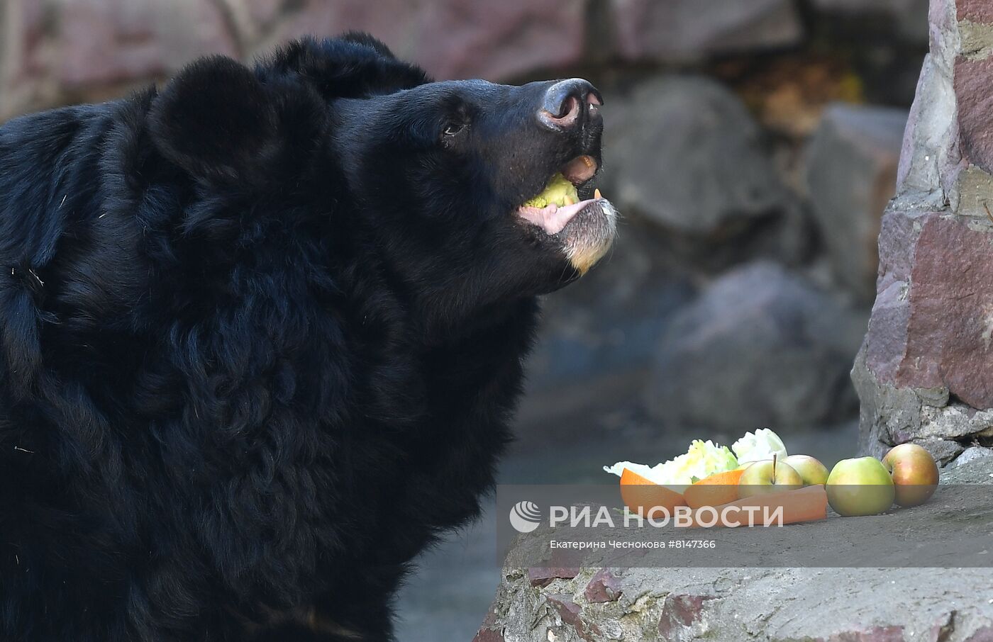 Выход медведей в уличные вольеры Московского зоопарка после зимней спячки
