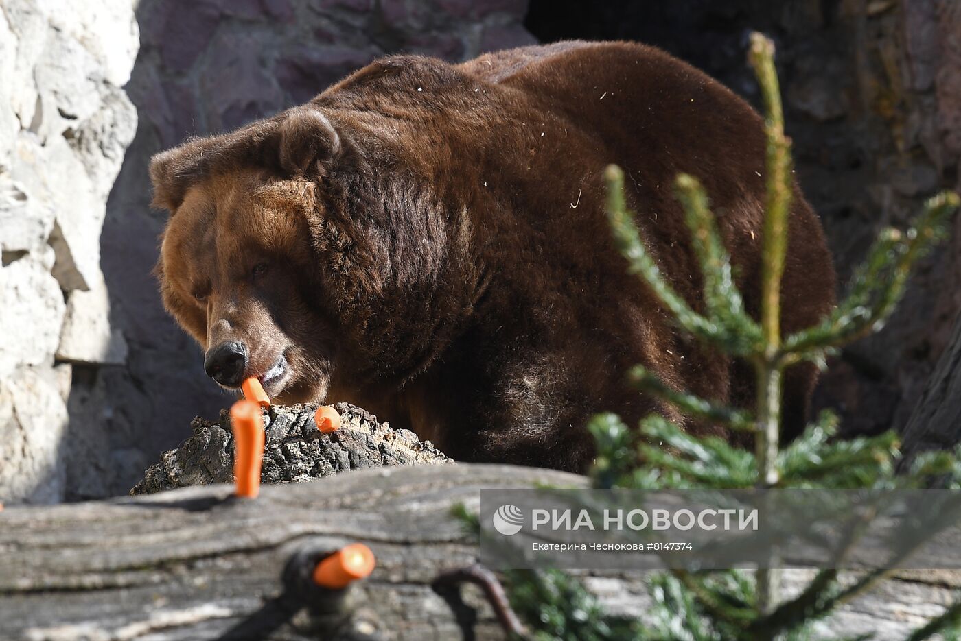 Выход медведей в уличные вольеры Московского зоопарка после зимней спячки