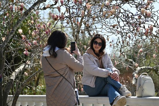 Цветение камелий и магнолий в Сочи