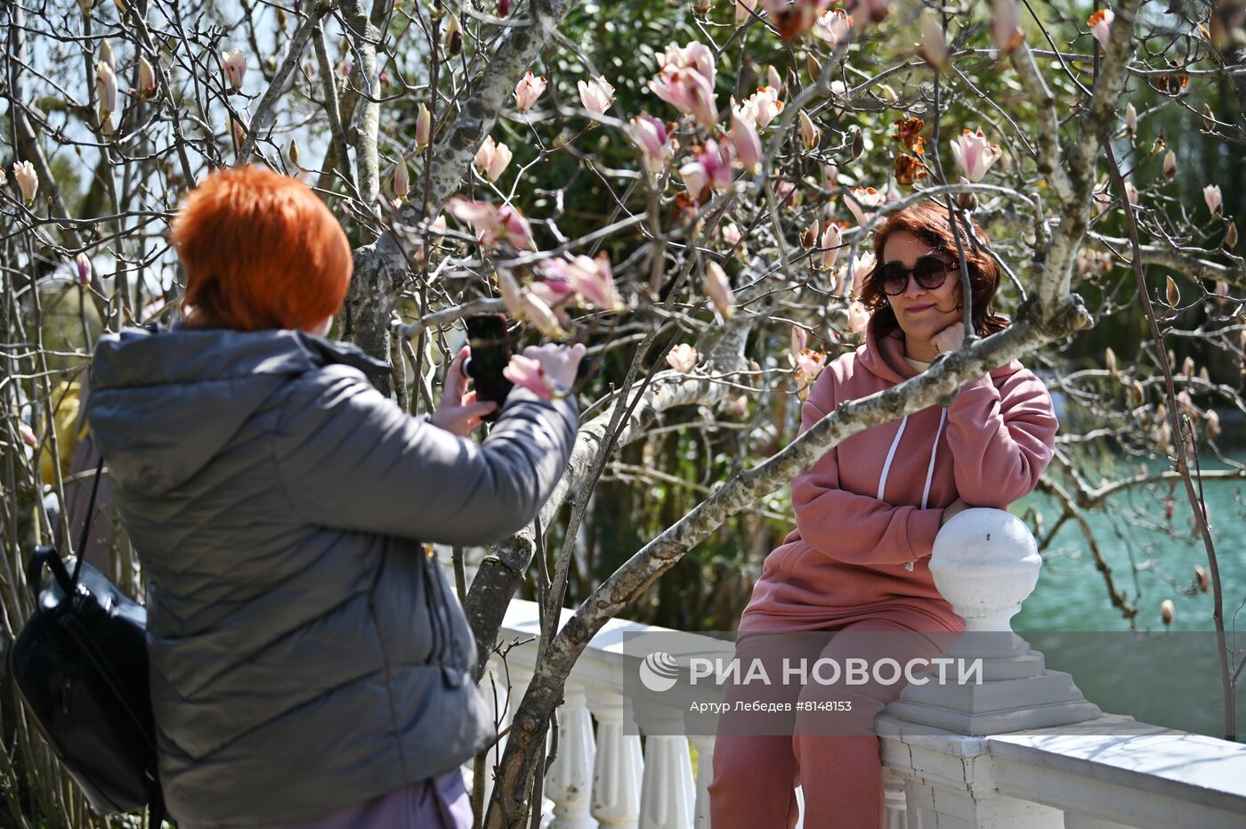 Цветение камелий и магнолий в Сочи