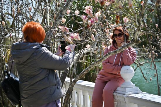 Цветение камелий и магнолий в Сочи