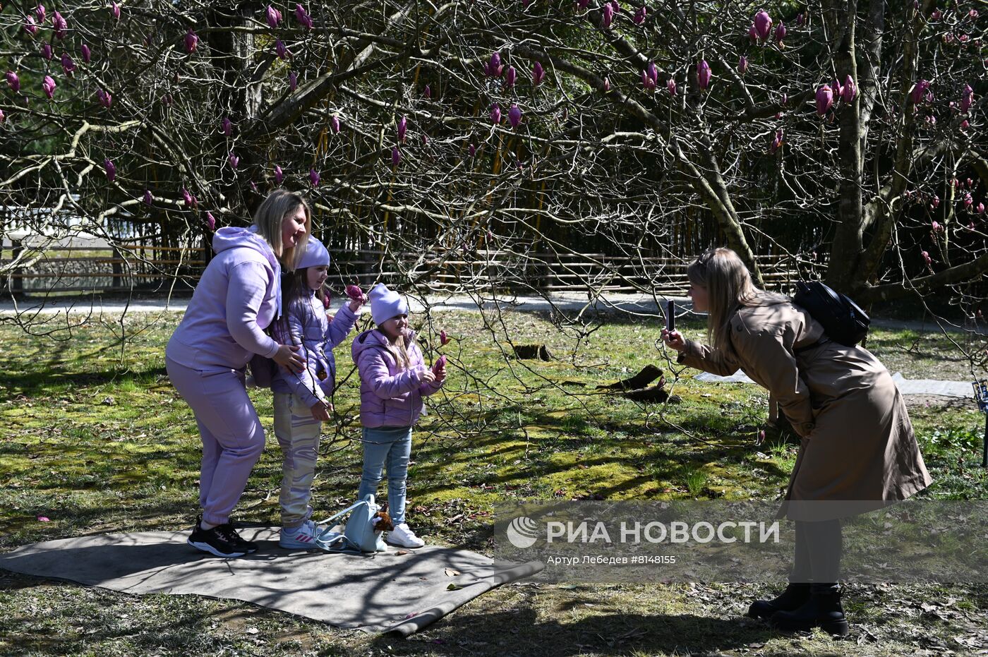 Цветение камелий и магнолий в Сочи