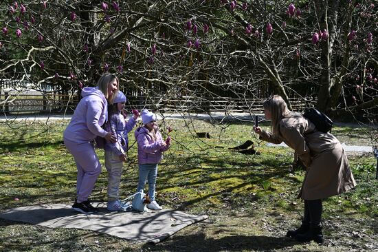 Цветение камелий и магнолий в Сочи