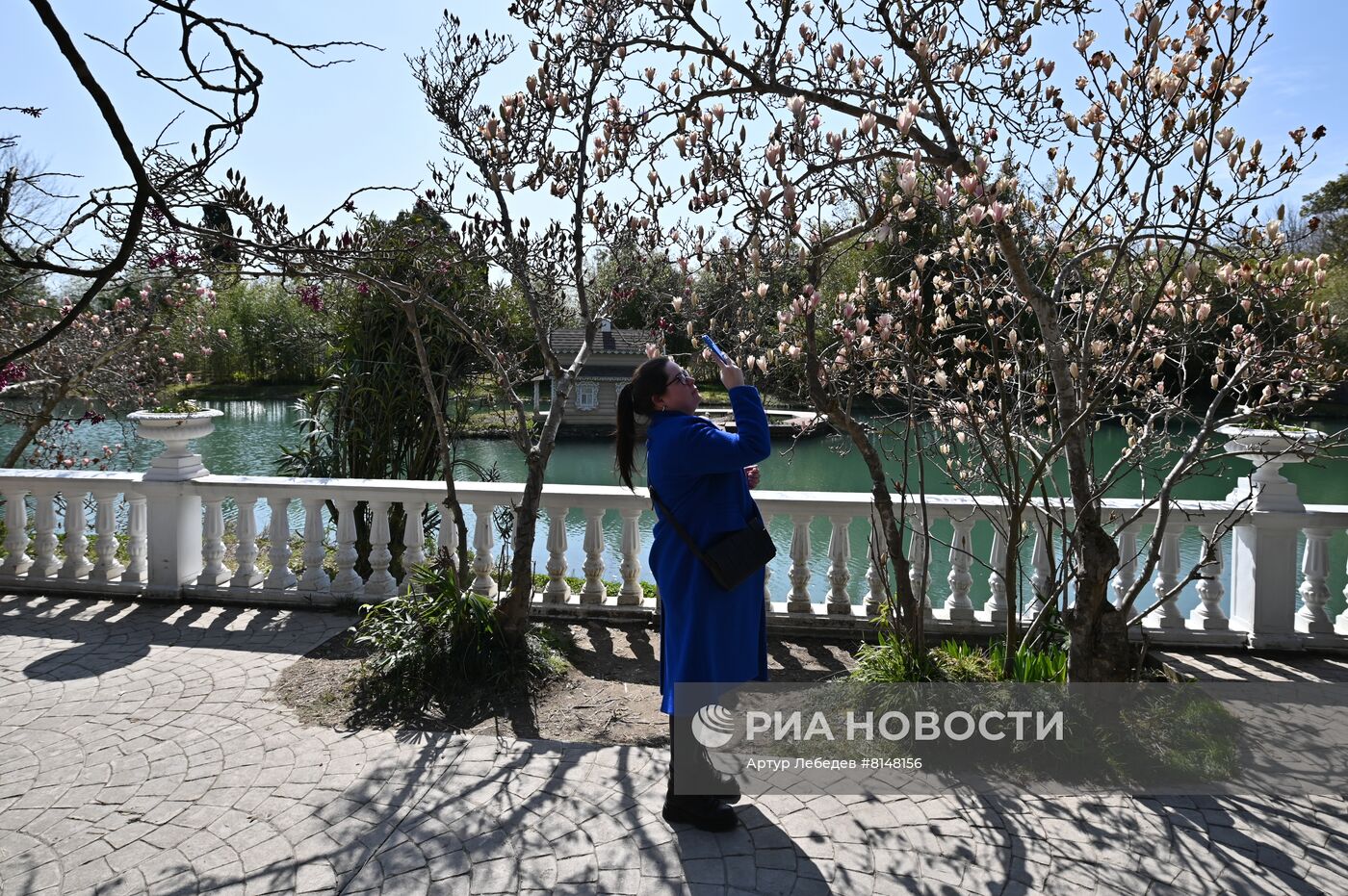 Цветение камелий и магнолий в Сочи