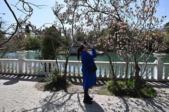 Цветение камелий и магнолий в Сочи