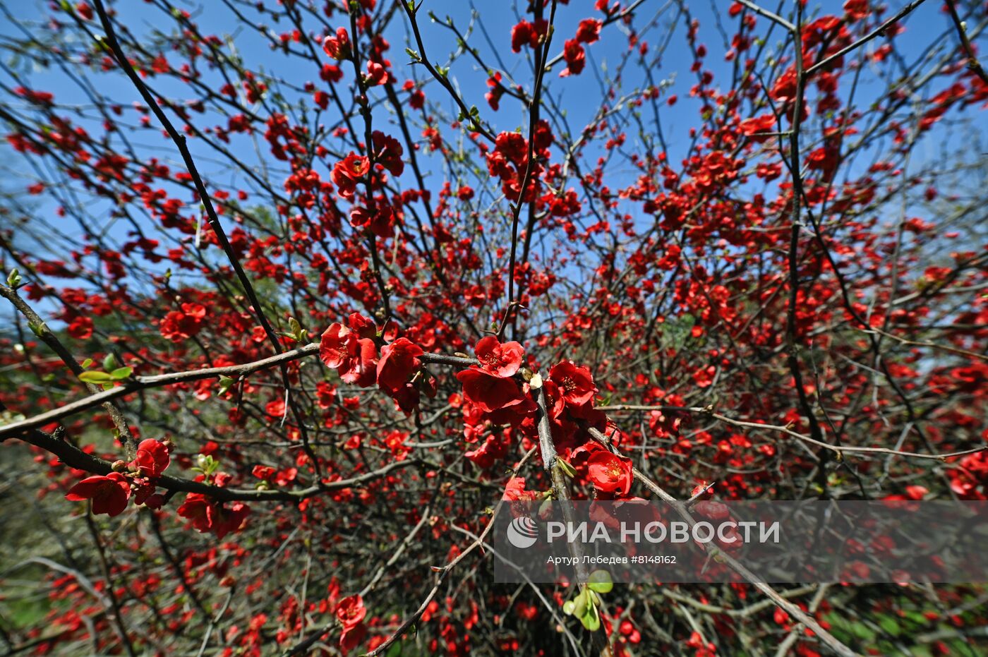 Цветение камелий и магнолий в Сочи