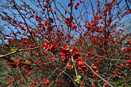 Цветение камелий и магнолий в Сочи