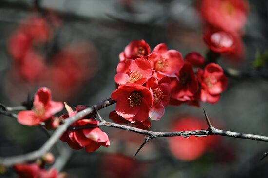 Цветение камелий и магнолий в Сочи