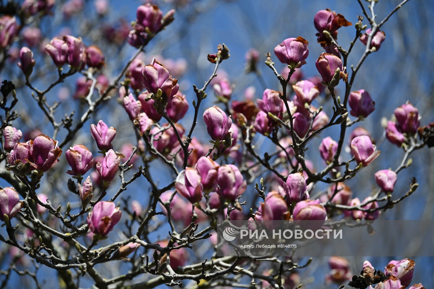 Цветение камелий и магнолий в Сочи